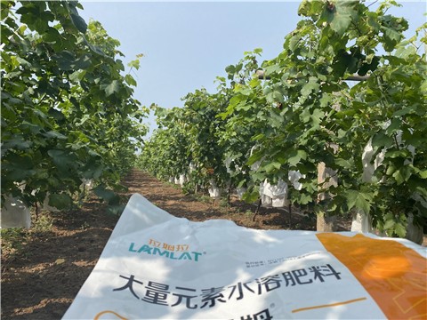 大量元素水溶肥，拉姆拉，翠姆