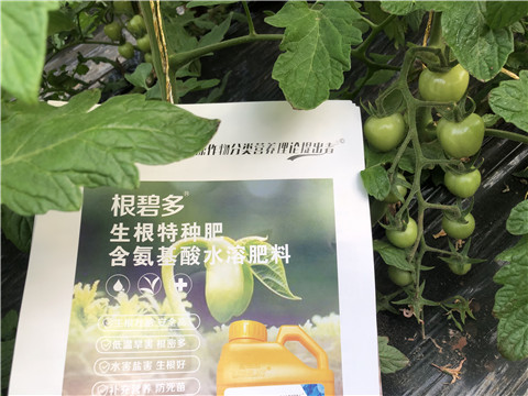 水溶肥，拉姆拉，翠姆