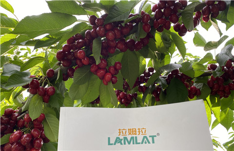 水溶肥，拉姆拉，翠姆