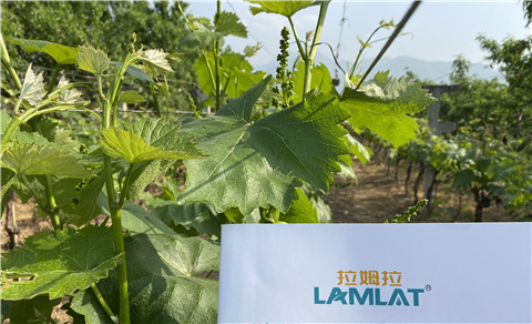 進(jìn)口水溶肥，拉姆拉，翠姆