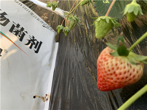 微生物菌劑，拉姆拉，翠姆