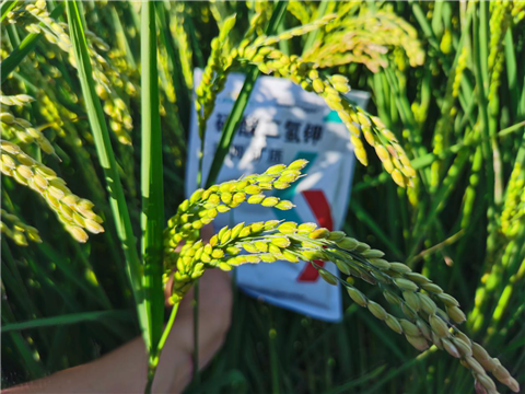 磷酸二氫鉀，拉姆拉，翠姆