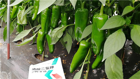 磷酸二氫鉀，拉姆拉，翠姆