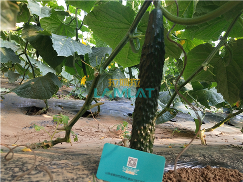 水溶肥，拉姆拉，翠姆