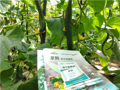 水溶肥，拉姆拉，翠姆