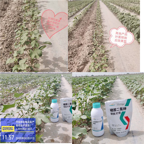 葉面肥，拉姆拉，翠姆