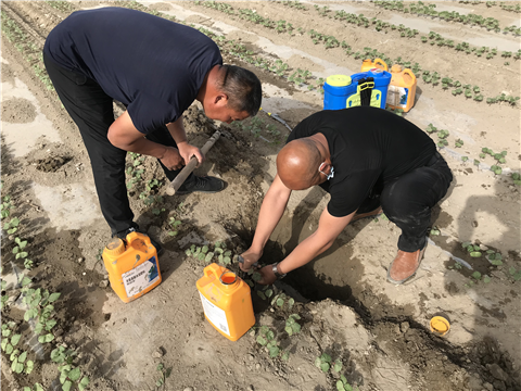 葉面肥，拉姆拉，翠姆