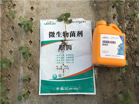 葉面肥，拉姆拉，翠姆