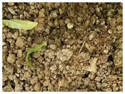 水溶肥，拉姆拉，翠姆