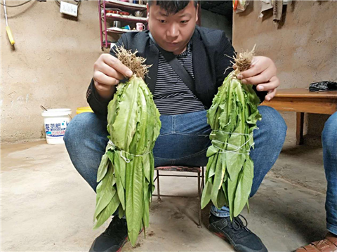 水溶肥，拉姆拉，翠姆