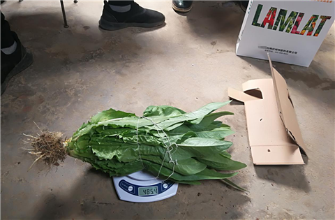 水溶肥，拉姆拉，翠姆