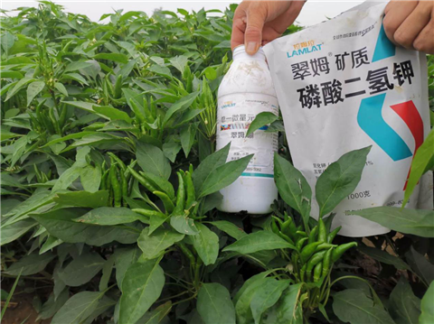 水溶肥，拉姆拉，翠姆