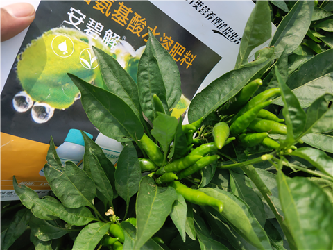 水溶肥，拉姆拉，翠姆