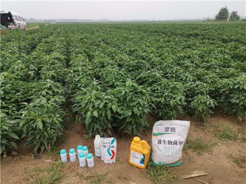 水溶肥，拉姆拉，翠姆