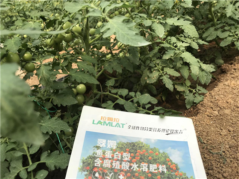 水溶肥，拉姆拉，翠姆