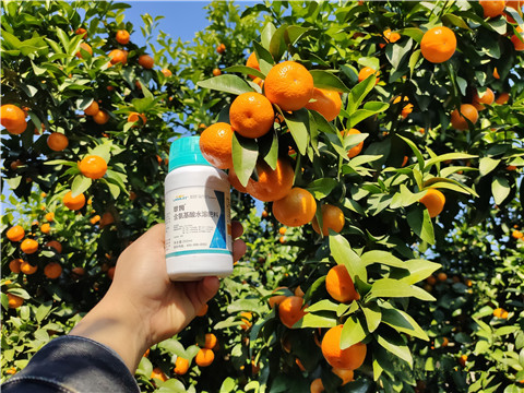 葉面肥，拉姆拉，翠姆