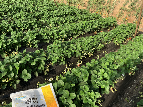 水溶肥，拉姆拉，翠姆