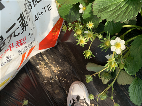 水溶肥，拉姆拉，翠姆