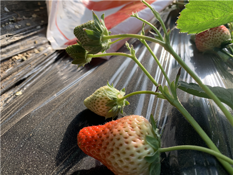 水溶肥，拉姆拉，翠姆