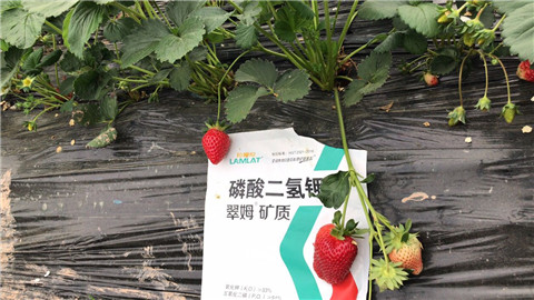 磷酸二氫鉀，拉姆拉，翠姆