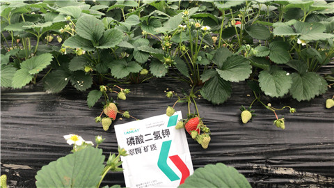 磷酸二氫鉀，拉姆拉，翠姆