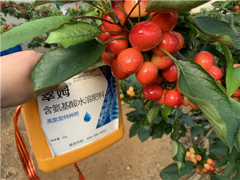 水溶肥，拉姆拉，翠姆