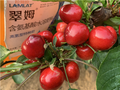 水溶肥，拉姆拉，翠姆