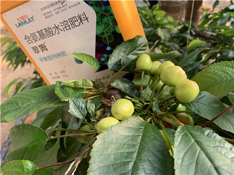 氨基酸水溶肥，拉姆拉，翠姆