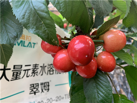 大量元素水溶肥，拉姆拉，翠姆