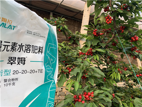 大量元素水溶肥，拉姆拉，翠姆