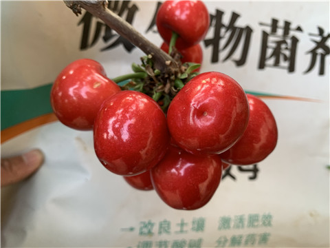 水溶肥，拉姆拉，翠姆