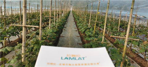 水溶肥，拉姆拉，翠姆