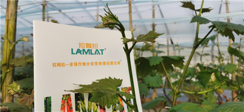 水溶肥，拉姆拉，翠姆