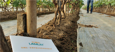 水溶肥，拉姆拉，翠姆