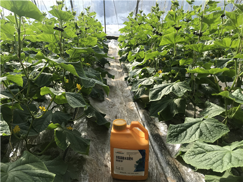 水溶肥，拉姆拉，翠姆