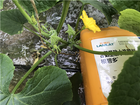 水溶肥，拉姆拉，翠姆