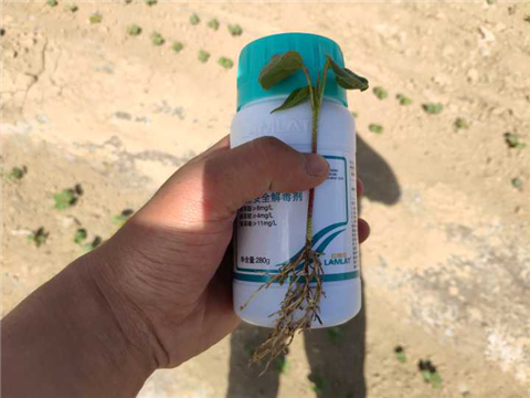 安碧解，拉姆拉，翠姆