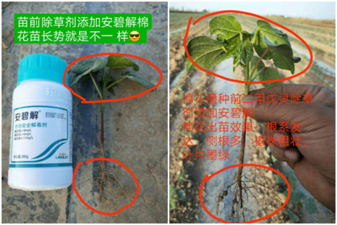 安碧解，拉姆拉，翠姆