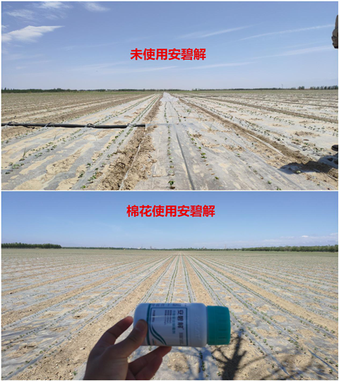 安碧解，拉姆拉，翠姆