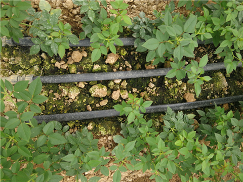 生根劑，拉姆拉，翠姆