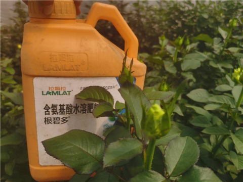 生根劑，拉姆拉，翠姆