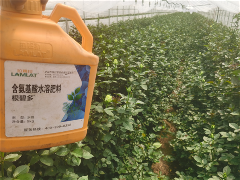 生根劑，拉姆拉，翠姆