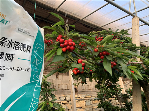 水溶肥，拉姆拉，翠姆