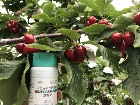 水溶肥，拉姆拉，翠姆