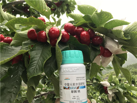 水溶肥，拉姆拉，翠姆