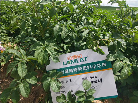 安碧解，拉姆拉，翠姆