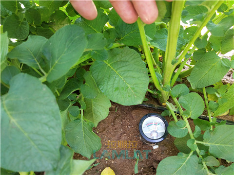 安碧解，拉姆拉，翠姆