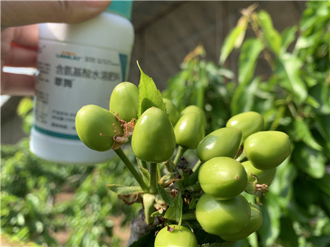 氨基酸水溶肥，拉姆拉，翠姆