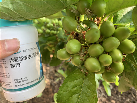 氨基酸水溶肥，拉姆拉，翠姆