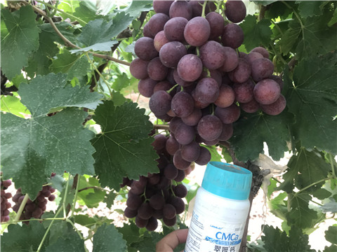 鈣肥，拉姆拉，翠姆